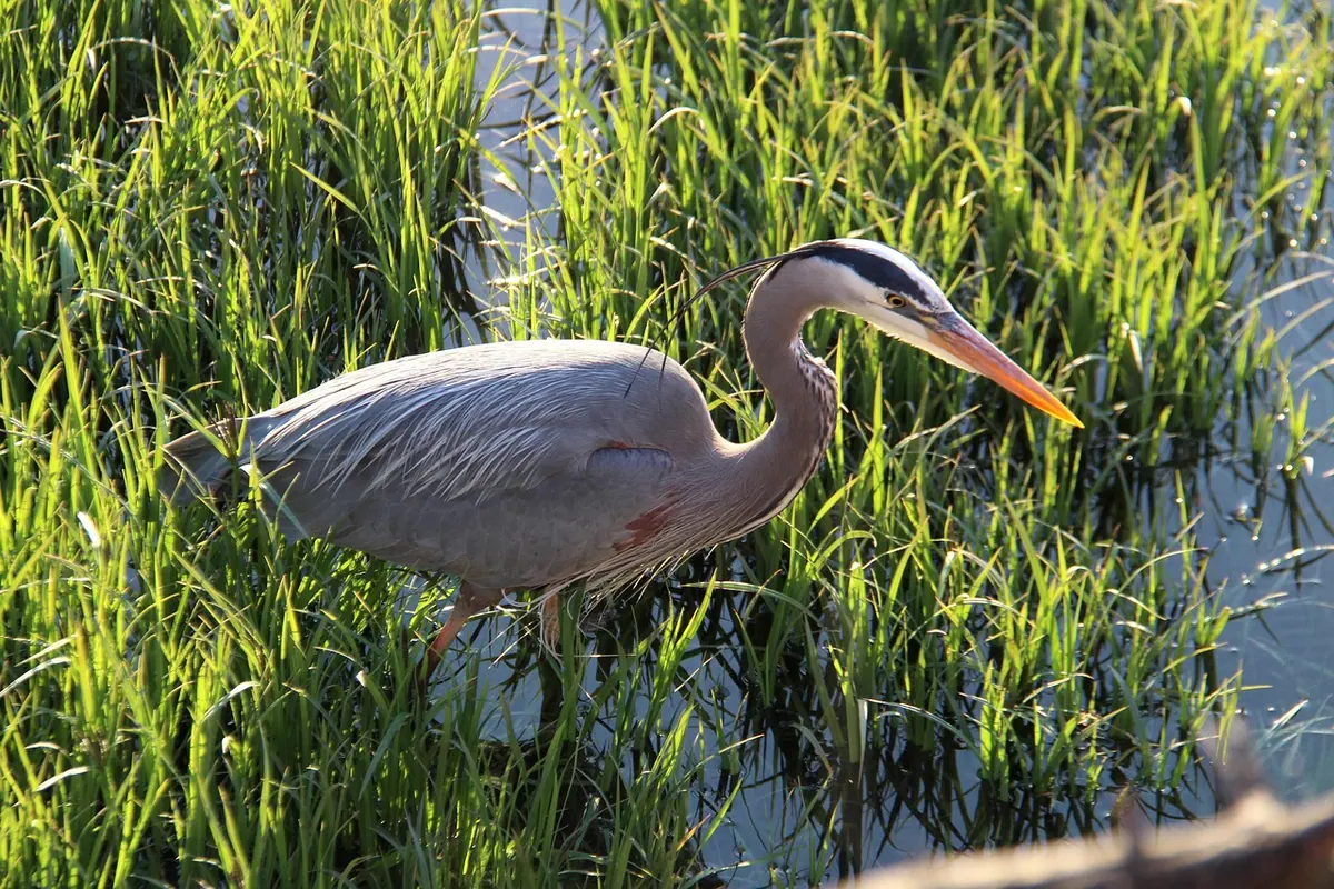 A Seasonal Guide to the Best UK Nature Trails for Birdwatching