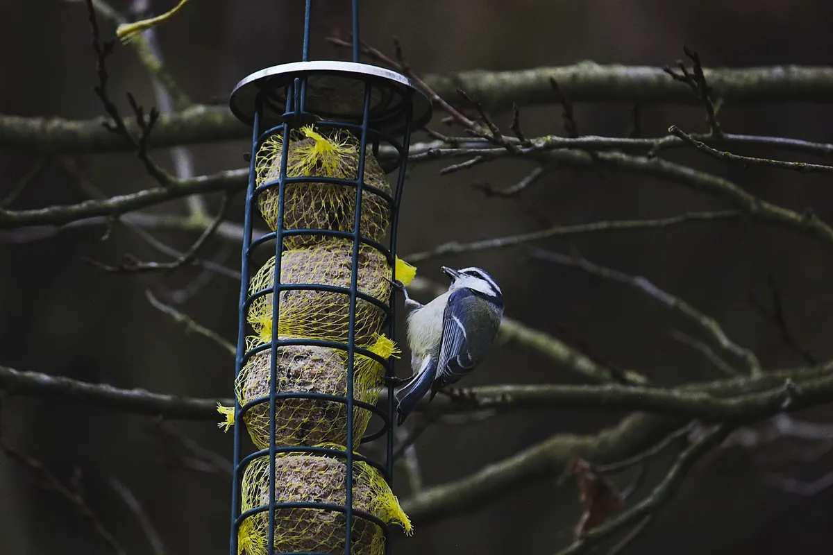 How to Choose the Right Bird Feeder for Your Garden: A UK Comparison