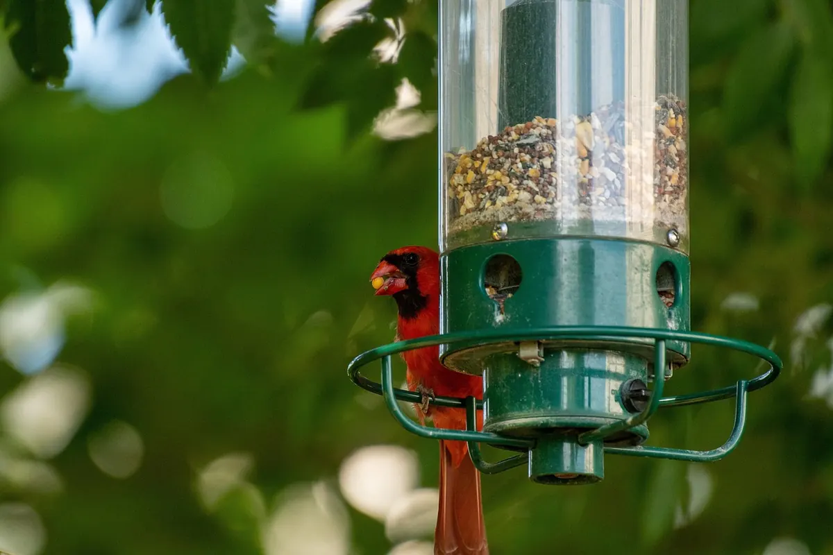 How to Set Up a Wildlife-Friendly Garden for Birds: A Month-by-Month Checklist