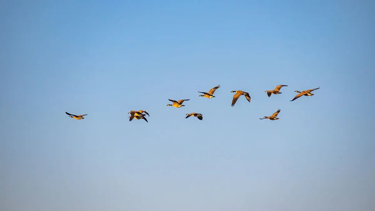 Understanding Bird Migration in the UK: An Explainer for Beginners